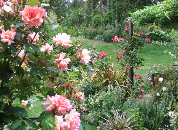  Looking through the rose Compassion from the patio. 