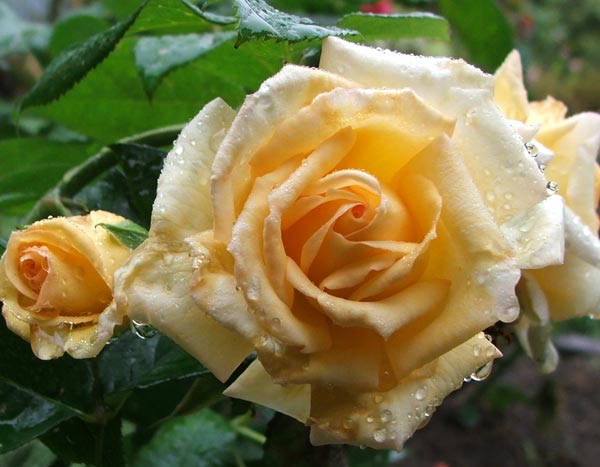  This rose is wonderfully fragrant. 