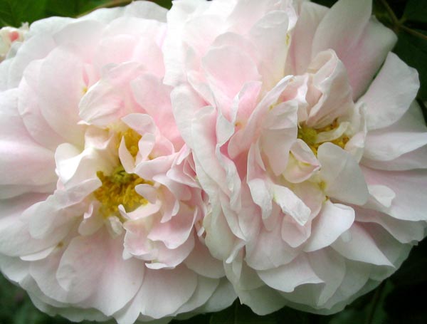  The flowers are definitely pink and white. 