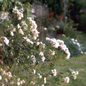  Iceberg was introduced to rose lovers about 40 years ago! 