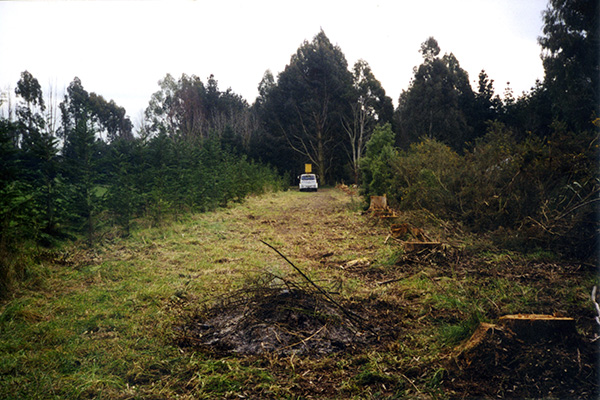  My gorse burning pile. 