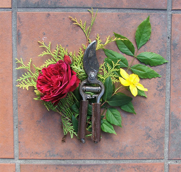  An arrangement of tools and intended plant material. 