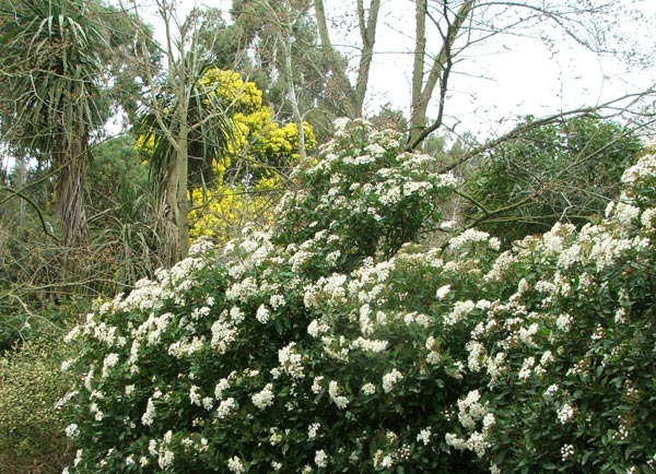  A very easy care shrub which never lets me down. 