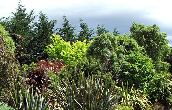  Mind you, I love their spiky form in a mixed planting scheme. 