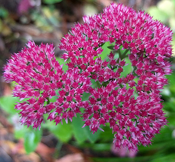  A great autumn flowering perennial. 