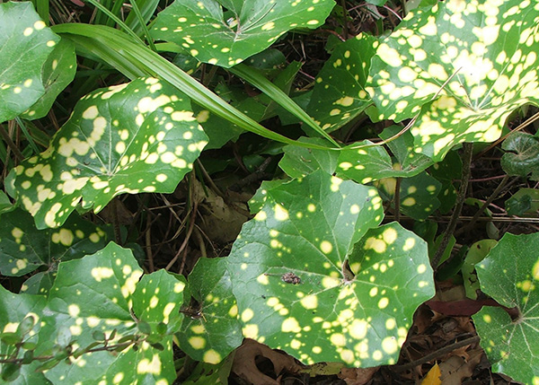  A Ligularia. 