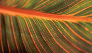  Close up detail of Canna Tropicana. 