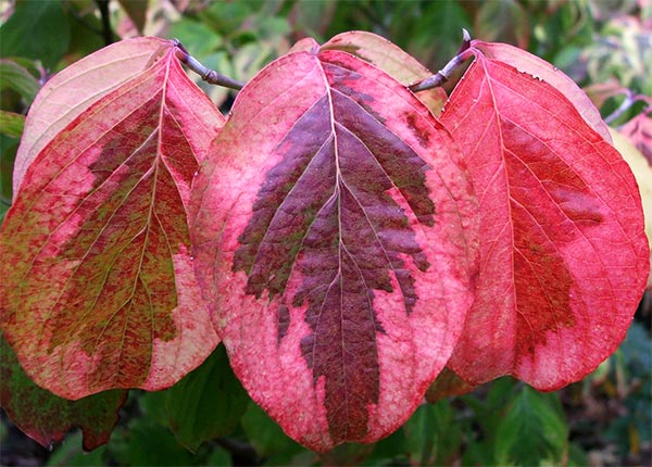  Typical colours of autumn. 