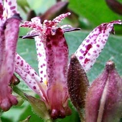  A lovely autumn perennial, with the most interesting spots! 