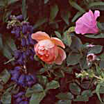  The fruity apricot rose is Pat Austin. 
