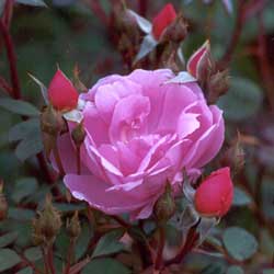  A sale price David Austin English rose. 