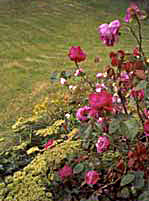  Othello has the strongest perfume in the garden. 