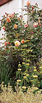  The plant in front of Westerland is yellow Phlomis. 