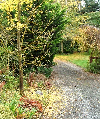  Ginko and a weeping Silver Birch. 