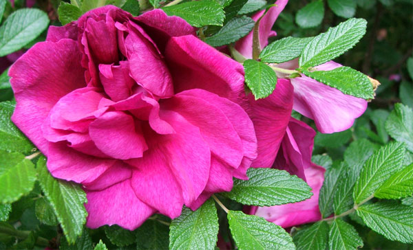  Fragrant, semi-double... 