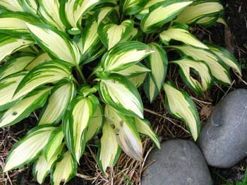  Subtle Variegation? 