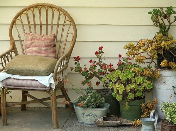  Surrounded by succulents in rustic containers. 