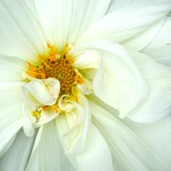  Some of the flowers are as large as dinner plates. 