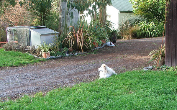  Rusty the dog, and his kennel plants. 