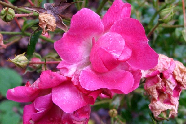  It is usually one of the very last roses to flower. 