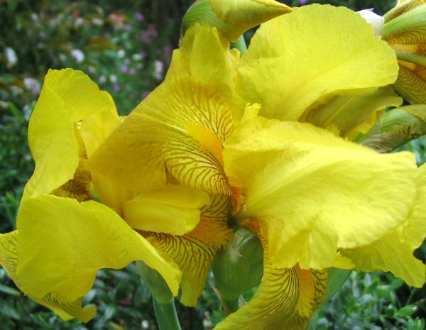  The colour of summer sunshine. 