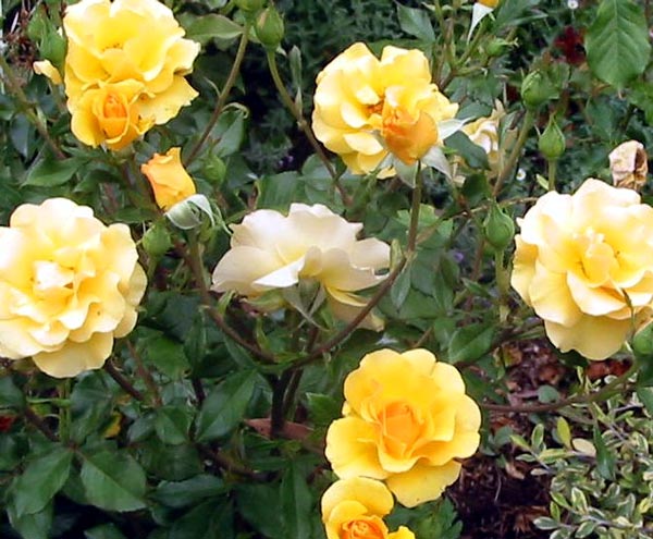  This rose was planted late in September 2002 as a plea for world peace. 