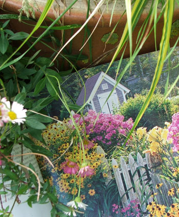  Look at that gorgeous garden border - and that shed! 