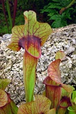  Pitcher plants collect water 