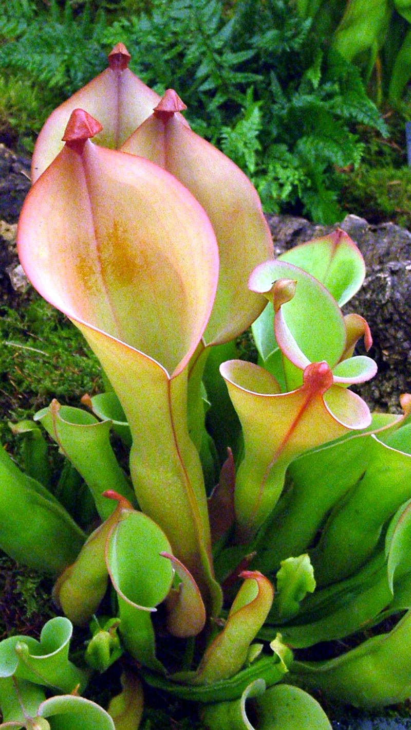    sun-pitcher-plant.jpg