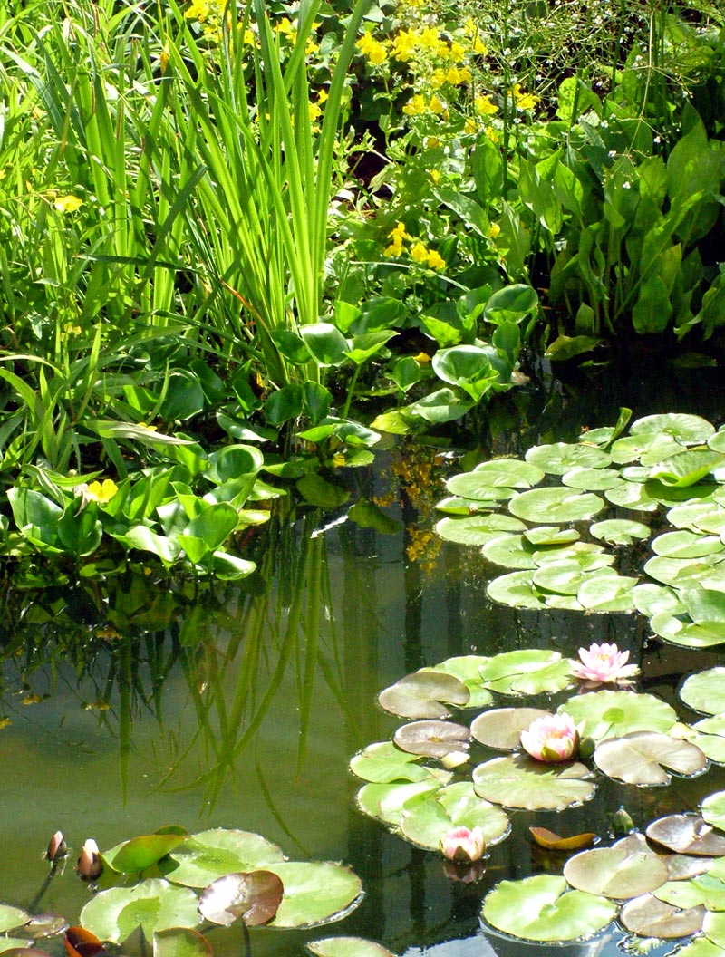 Water Garden Pond Plants 80