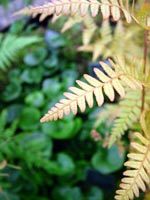 green-ferns