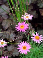 heuchera-flowers-foliage