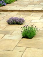 lavender-paving