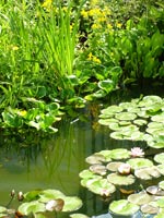 lush-pond-lillies