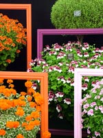pelargoniums-picture-frames