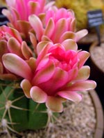 pink-cactus-flower