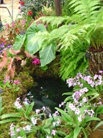 pond-garden