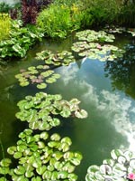 water-garden-reflections