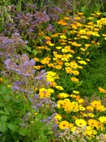 yellow-purple-garden-border