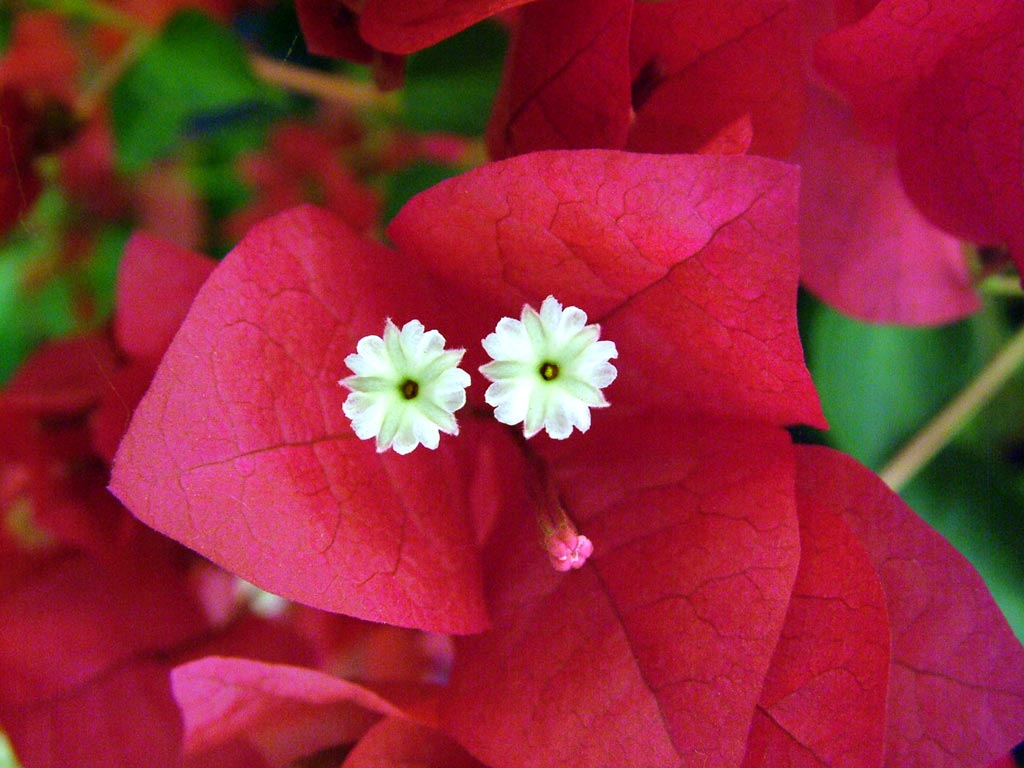 flowers india hton court flower show picture gallery 1 flowers india hton court flower show picture gallery 1