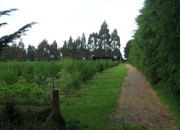  The Hazelnut trees are growing well. 