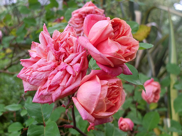  A stunning coloured old fashioned rose. 