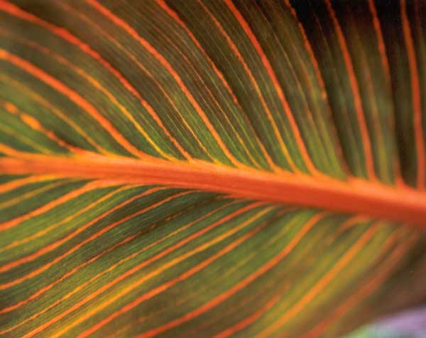  Canna Tropicanna Lily Leaf Stripes. 