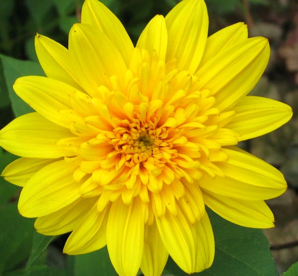 Yellow+daisies+pictures