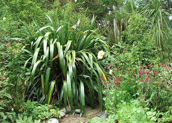  Big and green in the Hen-House Garden, native section! 