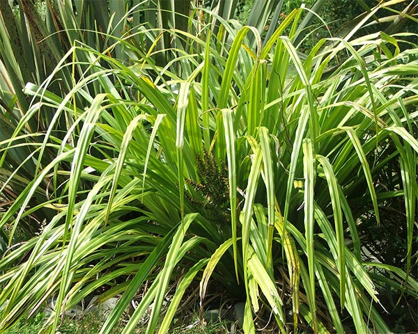  A very beautiful New Zealand native plant. 