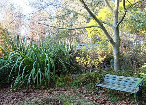  The stiff spikes behind the Astelia are Phormium tenax. 