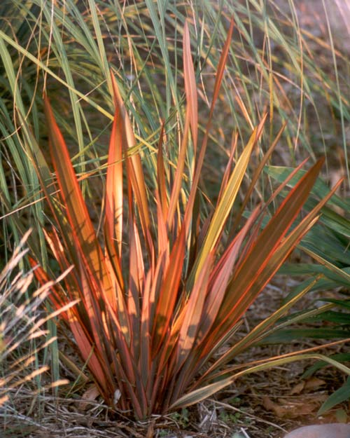  I suspect this New Zealand native flax will grow taller. 