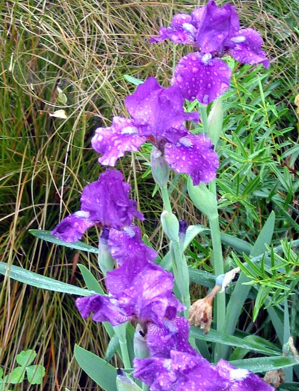  With morning drops of dew. 