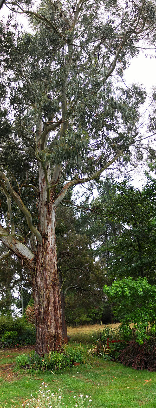  A Eucalyptus from Australia. 
